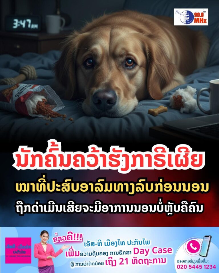 ໝາມີຄວາມຄ້າຍຄືກັນກັບຄົນເຮົາຫຼາຍກວ່າທີ່ເຮົາຄິດ ໂດຍສະເພາະວິທີທີ່ອາລົມສົ່ງຜົນກະທົບຕໍ່ການນອນຫຼັບຂອງພວກມັນ