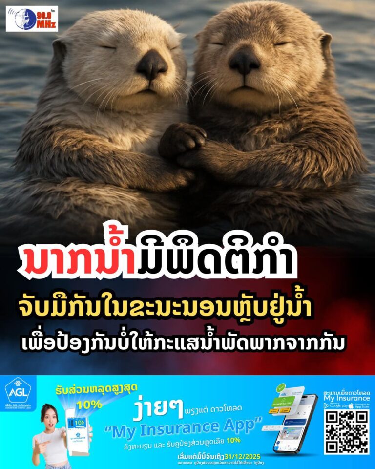 ນາກນ້ຳມີພຶດຕິກຳ ນອນຈັບມືກັນຂະນະຫຼັບຢູ່ໃນນ້ຳ ເພື່ອປ້ອງກັນບໍ່ໃຫ້ກະແສນ້ຳພັດໄຫລຈາກກັນ